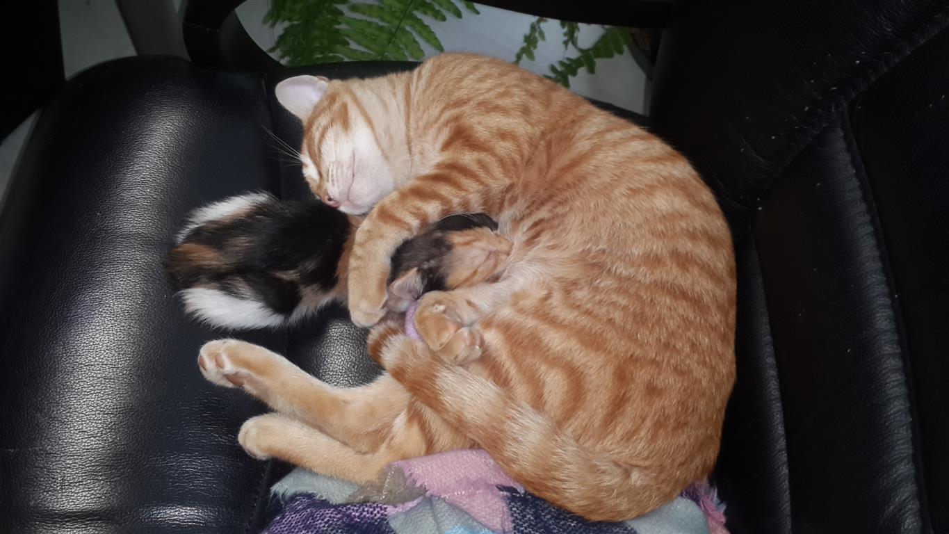 kedi1.jpg